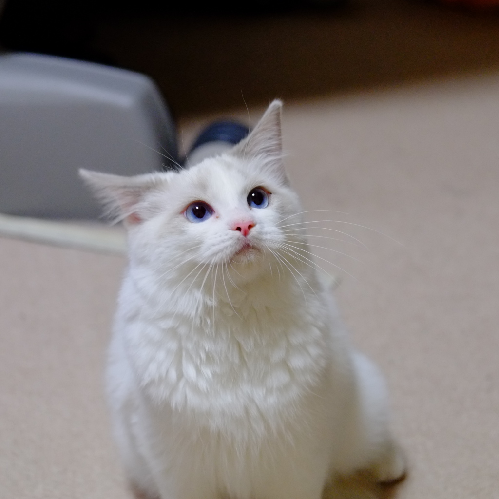 Рэгдолл смотрит вверх