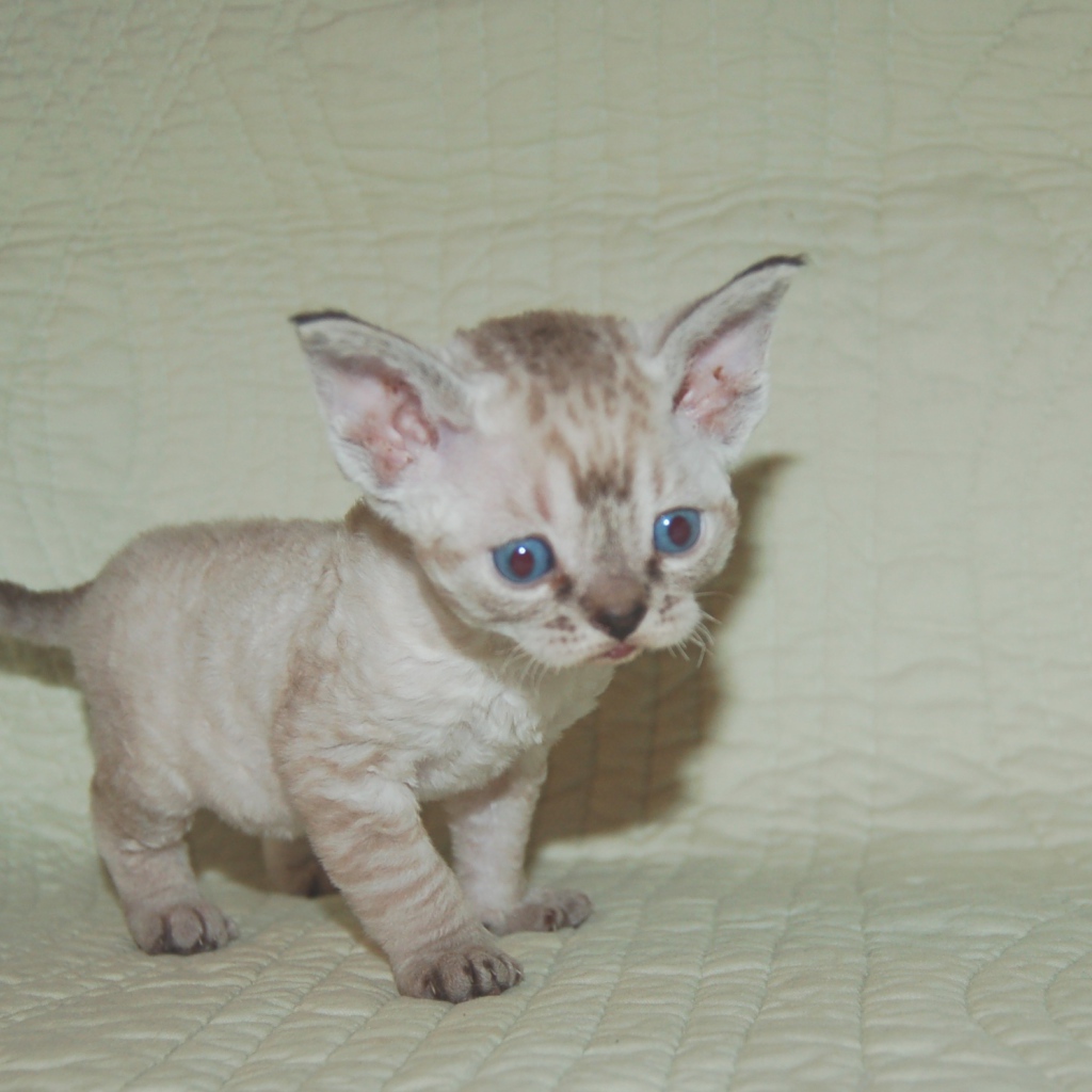 Красноглазый котенок девон-рекс