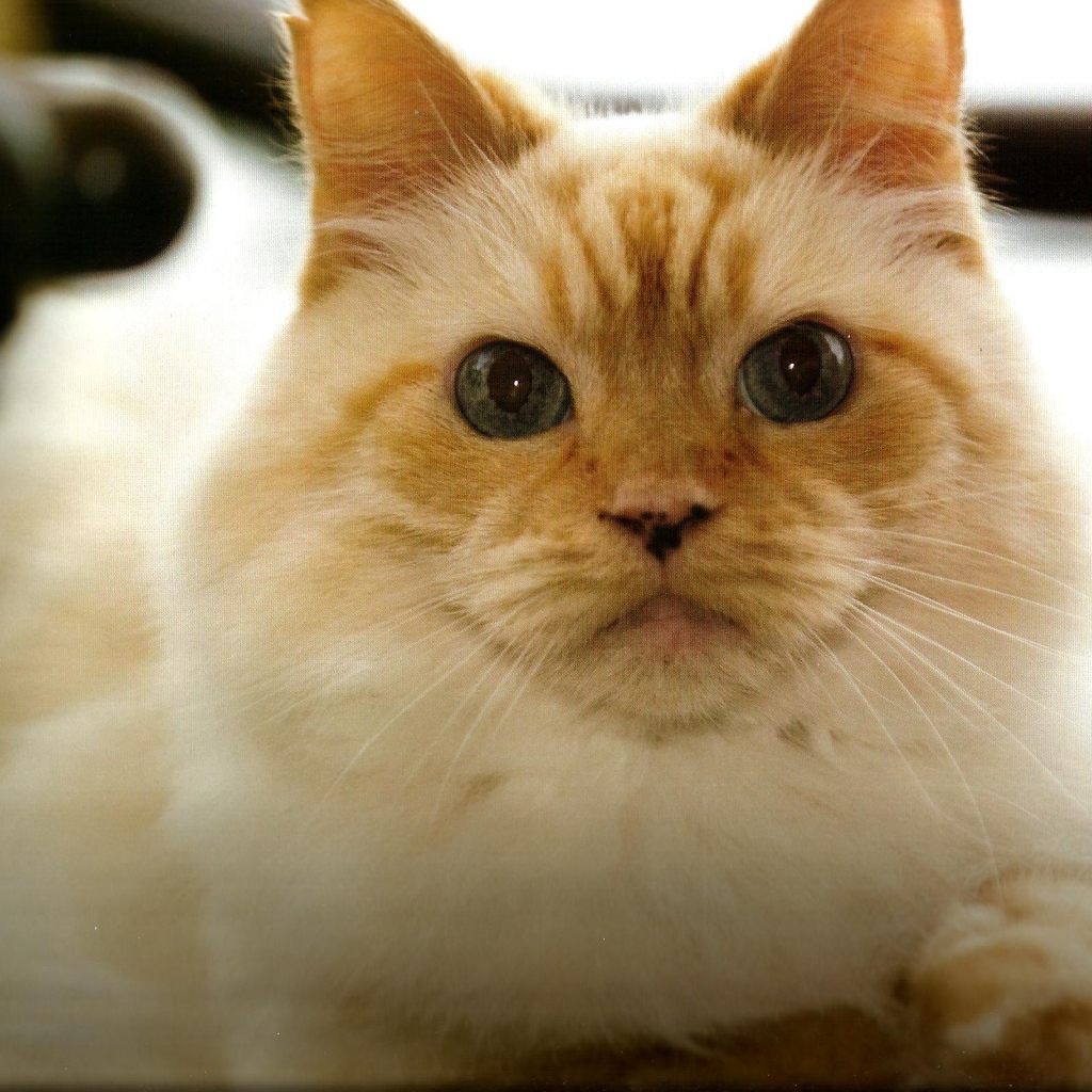 Рыжая гималайская кошка