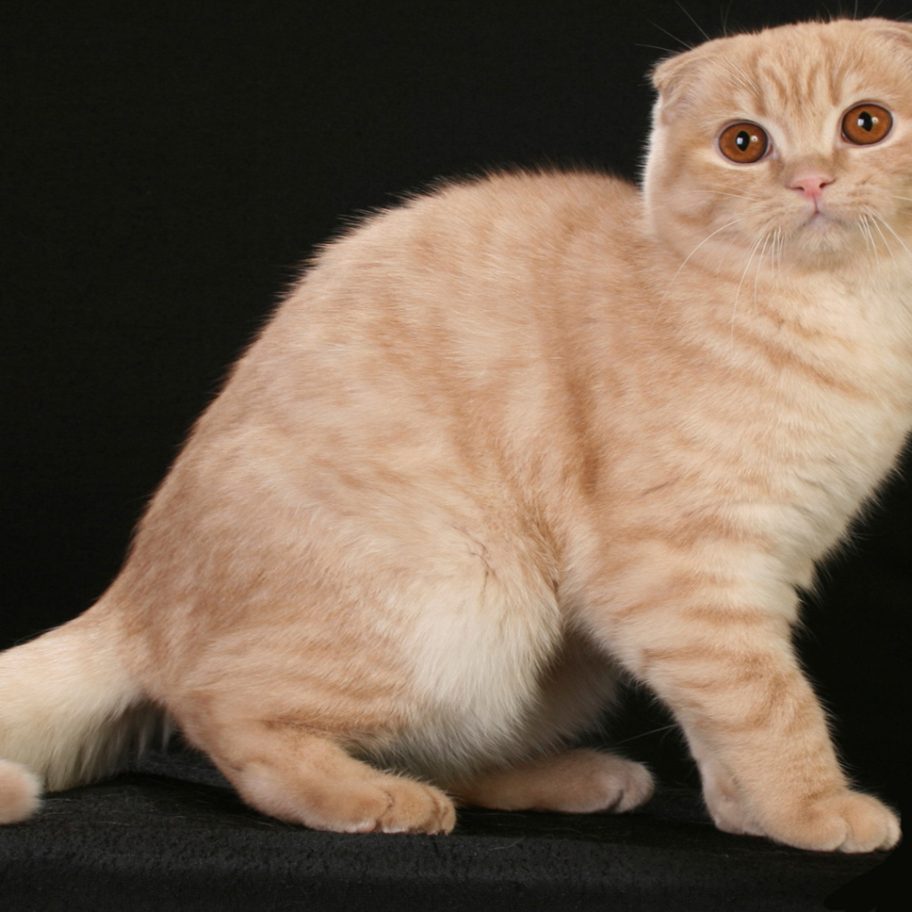 Рыжая шотландская кошка