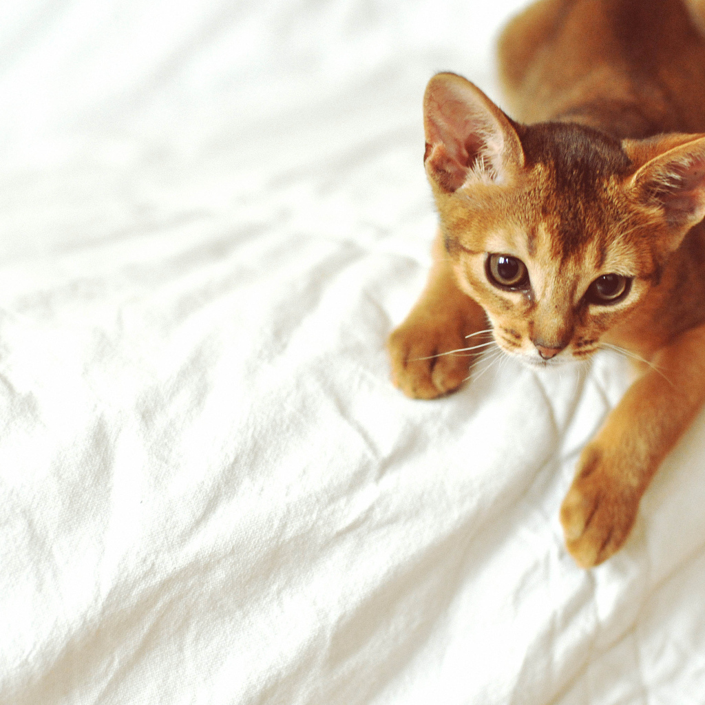 Рыжий абиссинский котенок