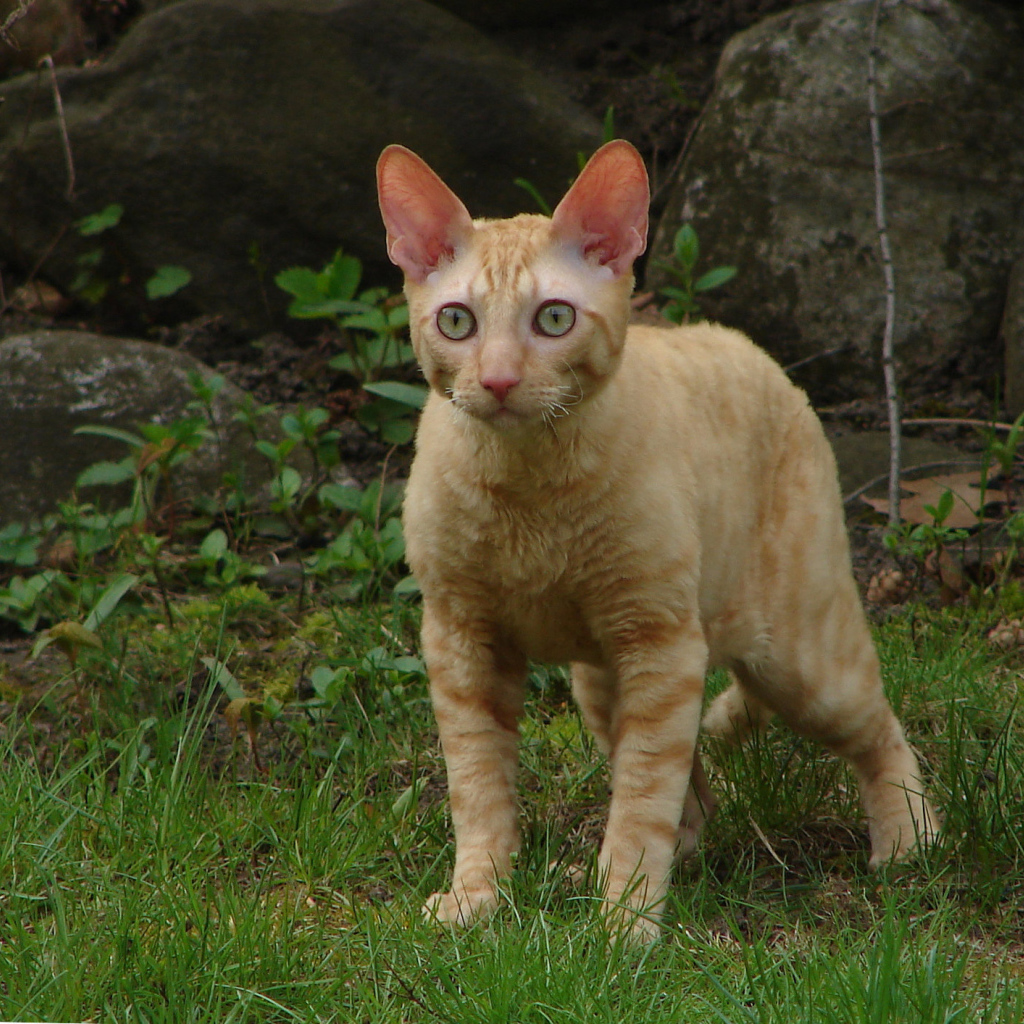 Рыжий кот корниш рекс на траве