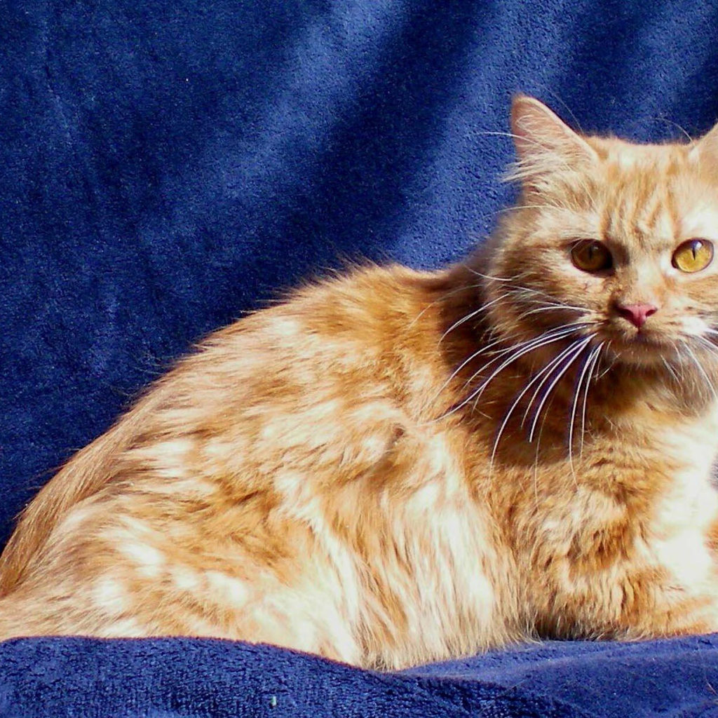 Рыжий кот кимрик