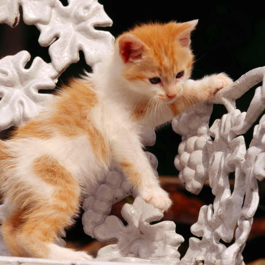 Рыжий котенок на белой скамейке