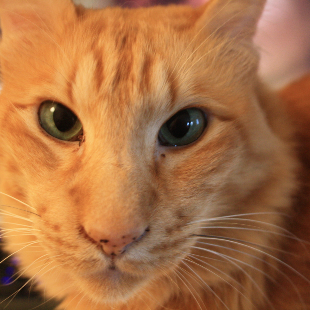 Рыжий ориентальный длинношерстный кот