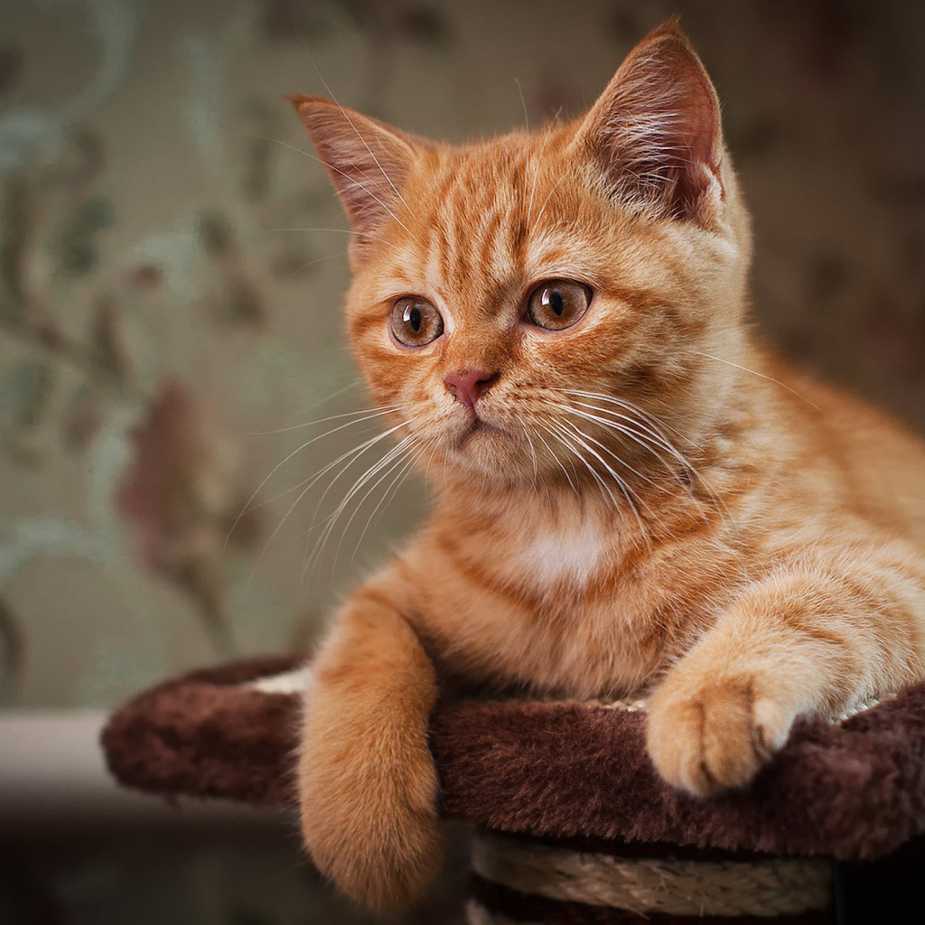 Рыжий усатый кот