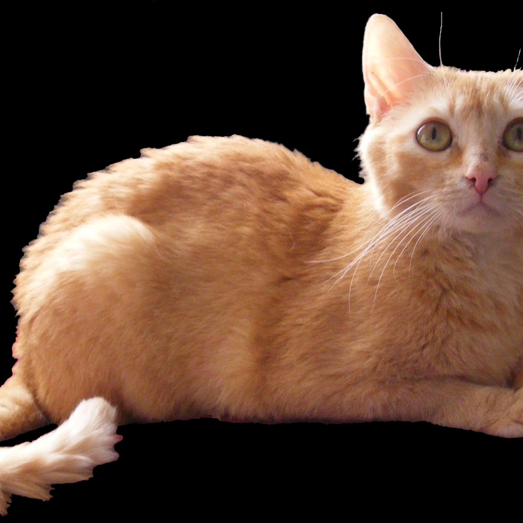 Рыжий немецкий рекс