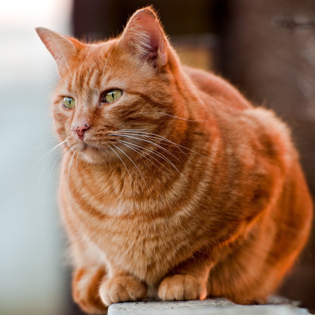 Рыжий жирный кот
