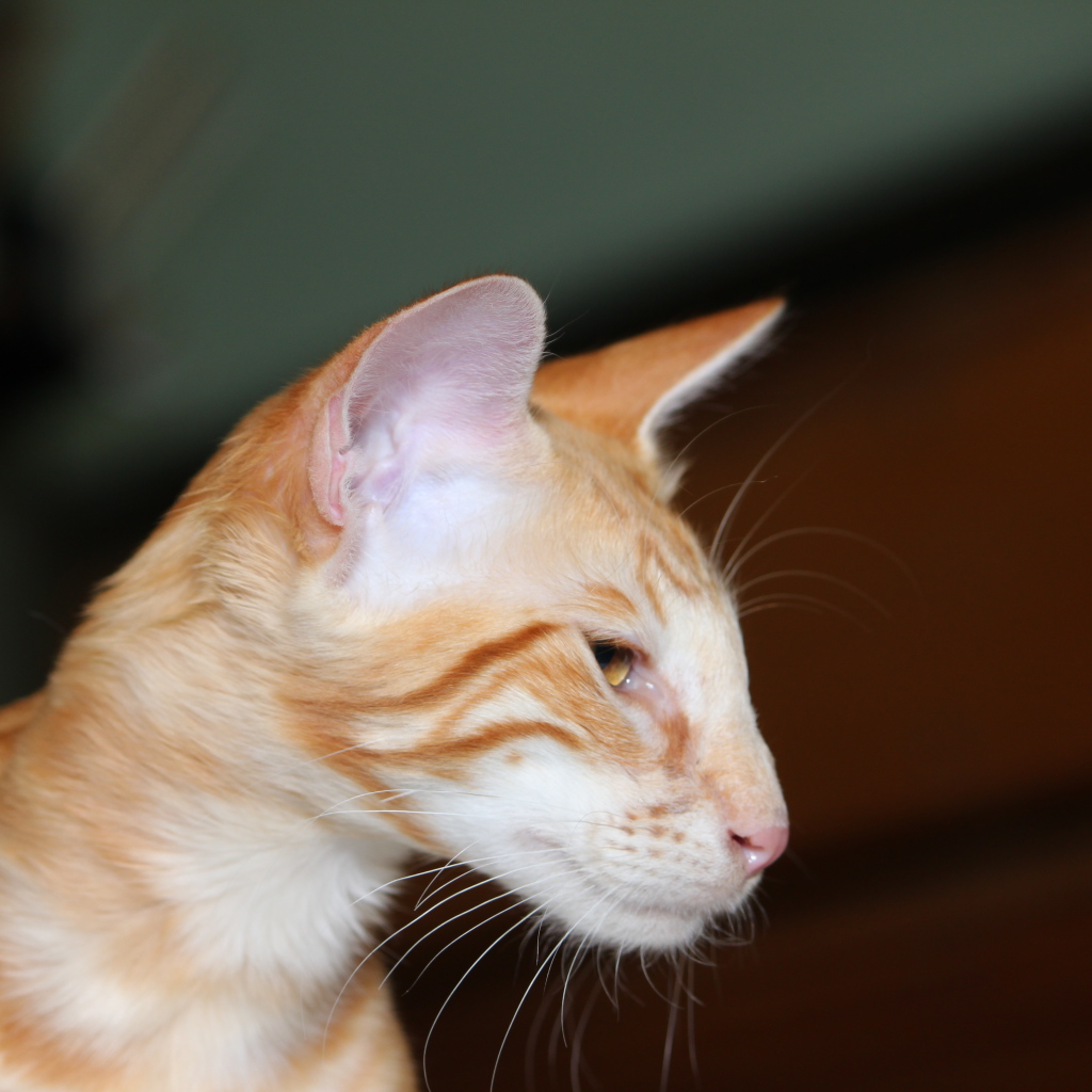Рыжая мордочка ориентальной длинношерстной кошки