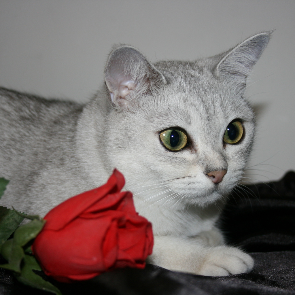 Роза и бурмилла