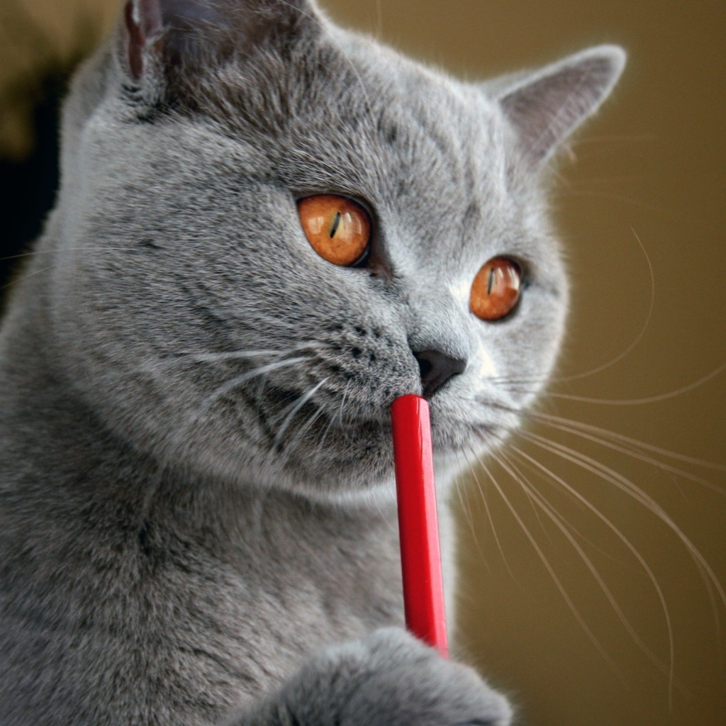 Русская голубая кошка с карандашом