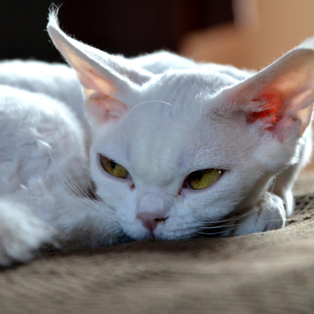 Грустный девон-рекс