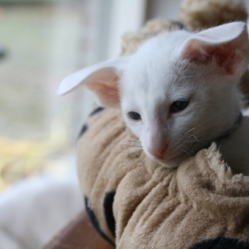 Грустный форин вайт