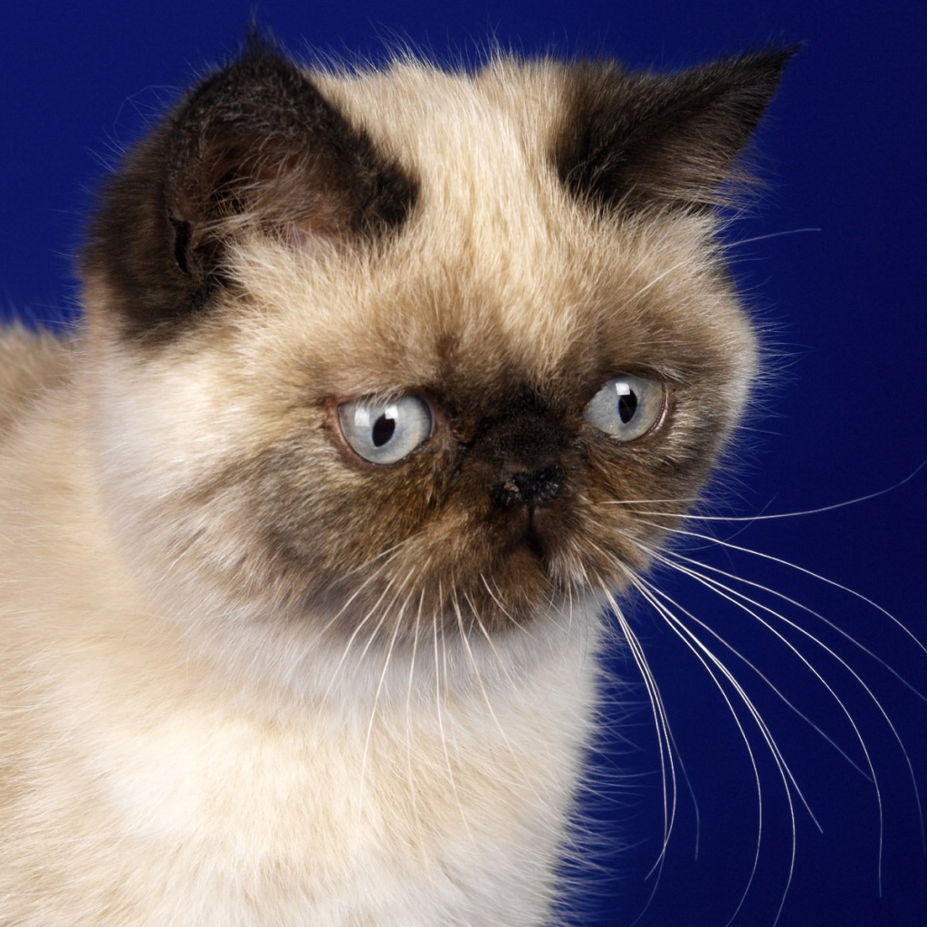 Грустная гималайская кошка