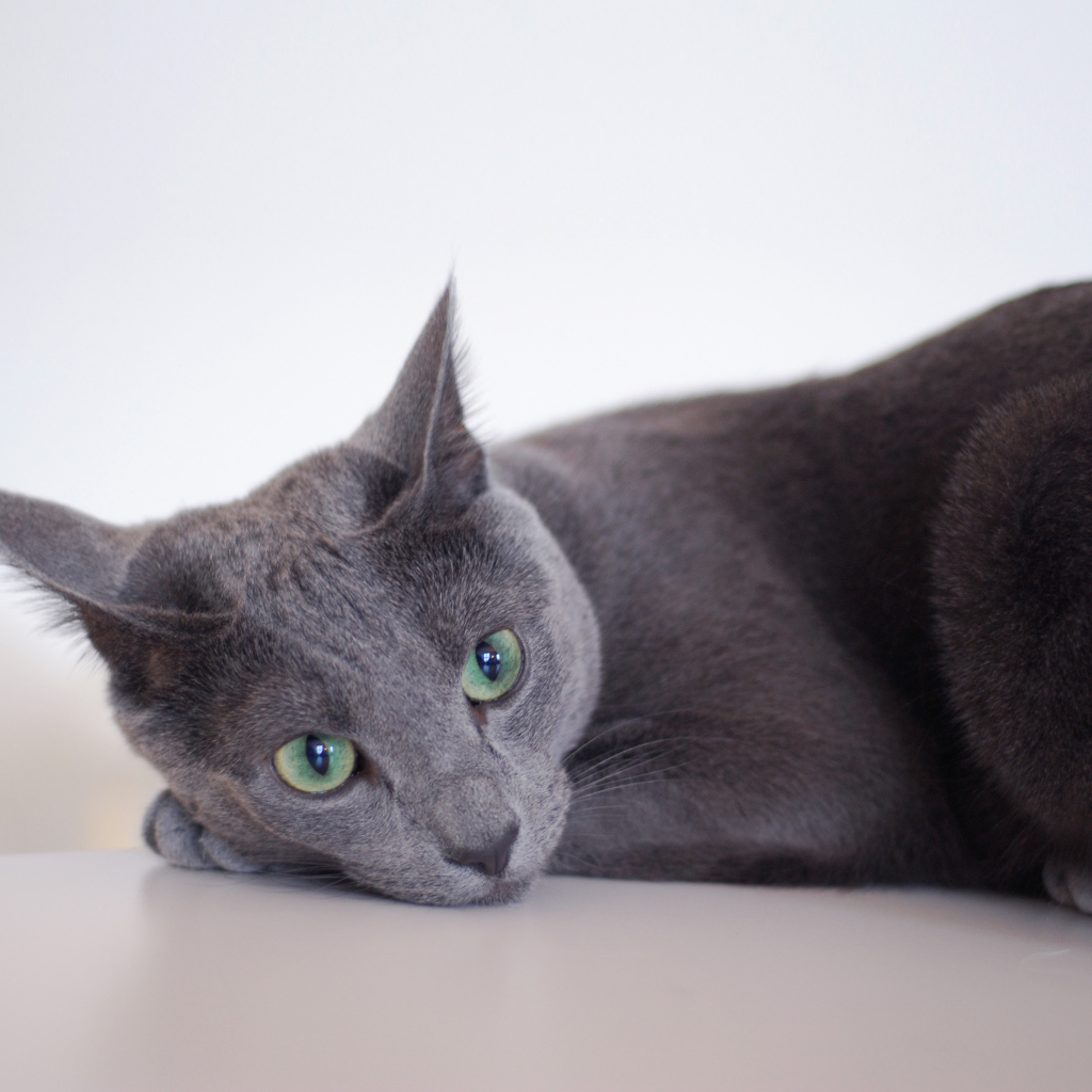 Грустная русская голубая кошка