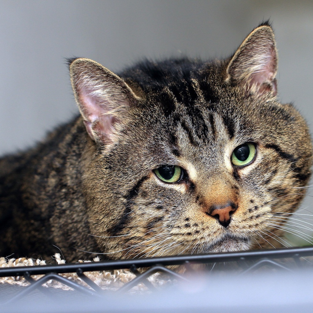 Грустный толстый кот