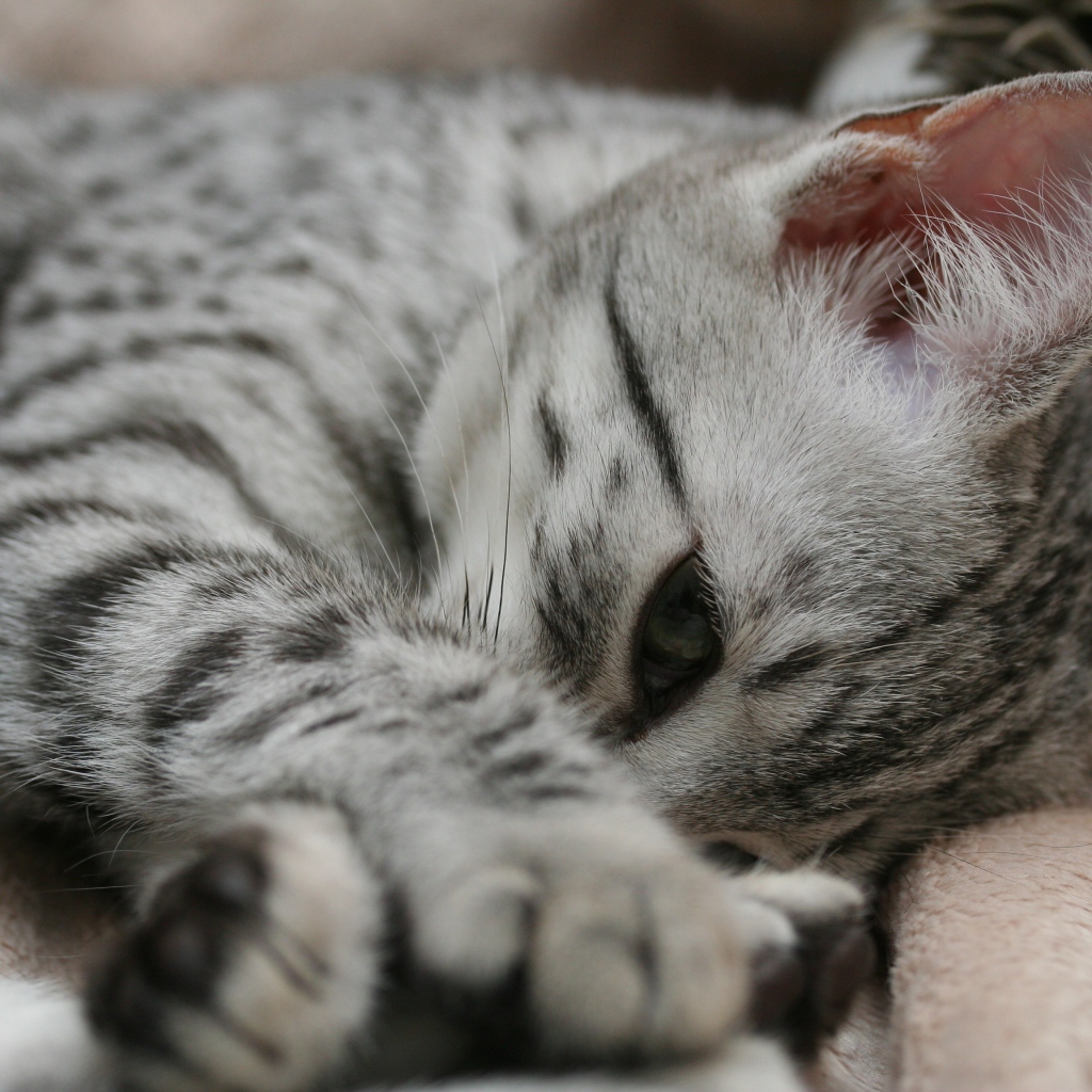 Грустный котенок египетская мау