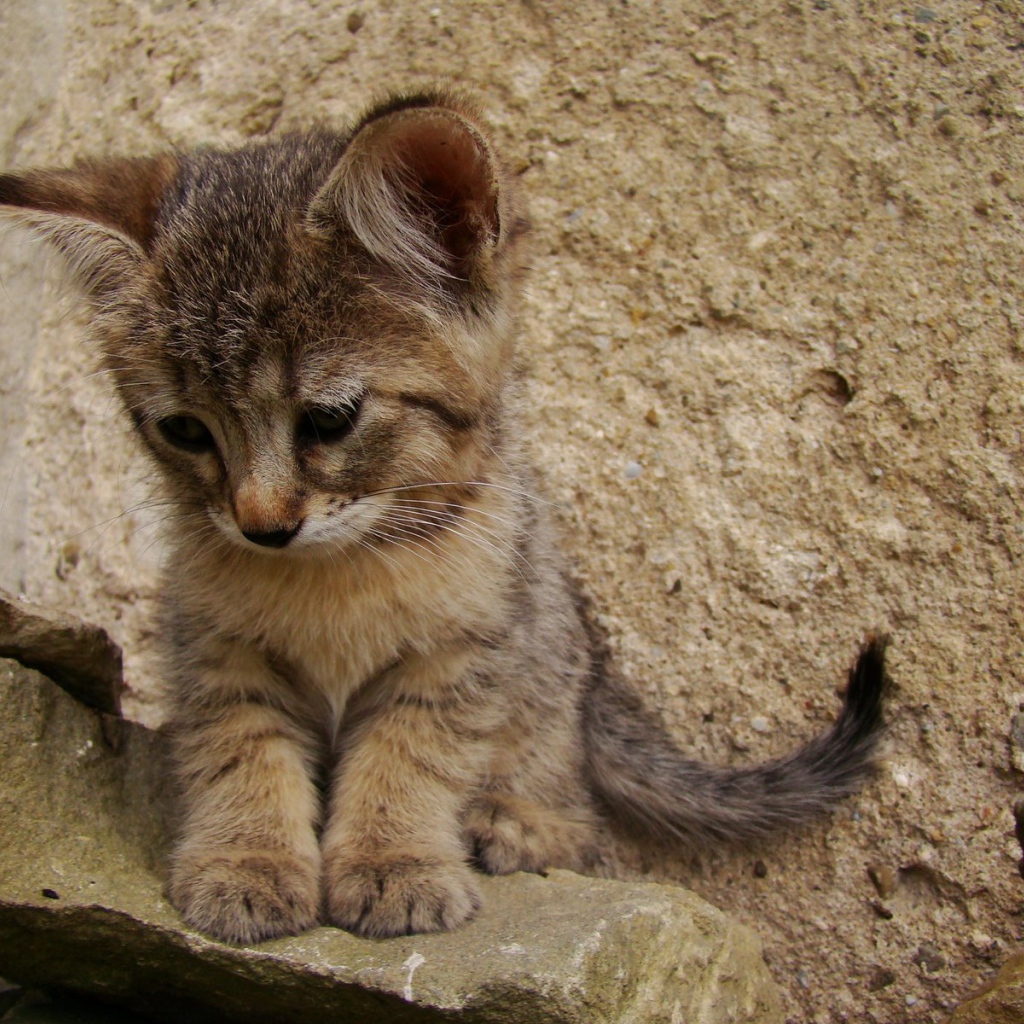 Грустный котенок пиксибоб