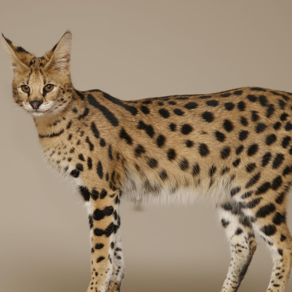 Кошка породы саванна