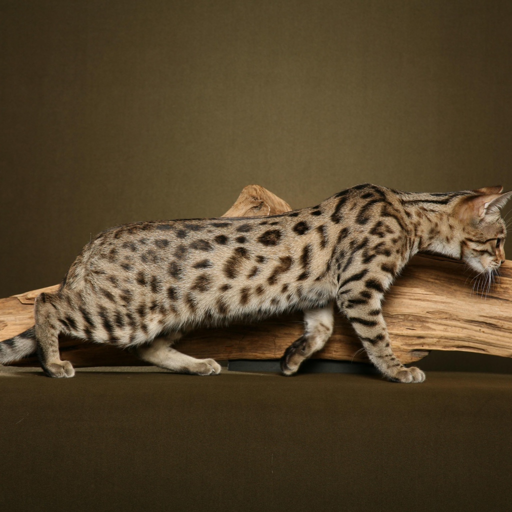 Кошка саванна у сухой ветки