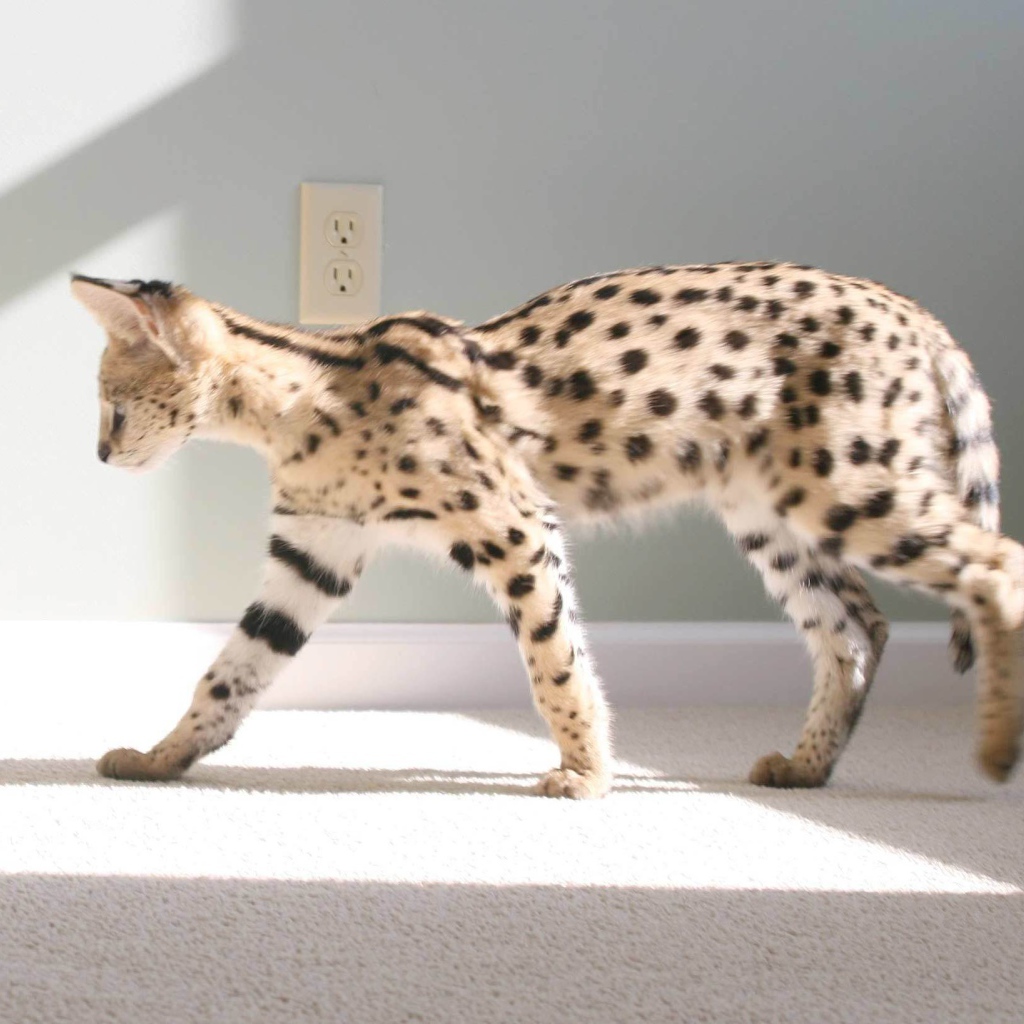 Кот саванна гуляет по квартире