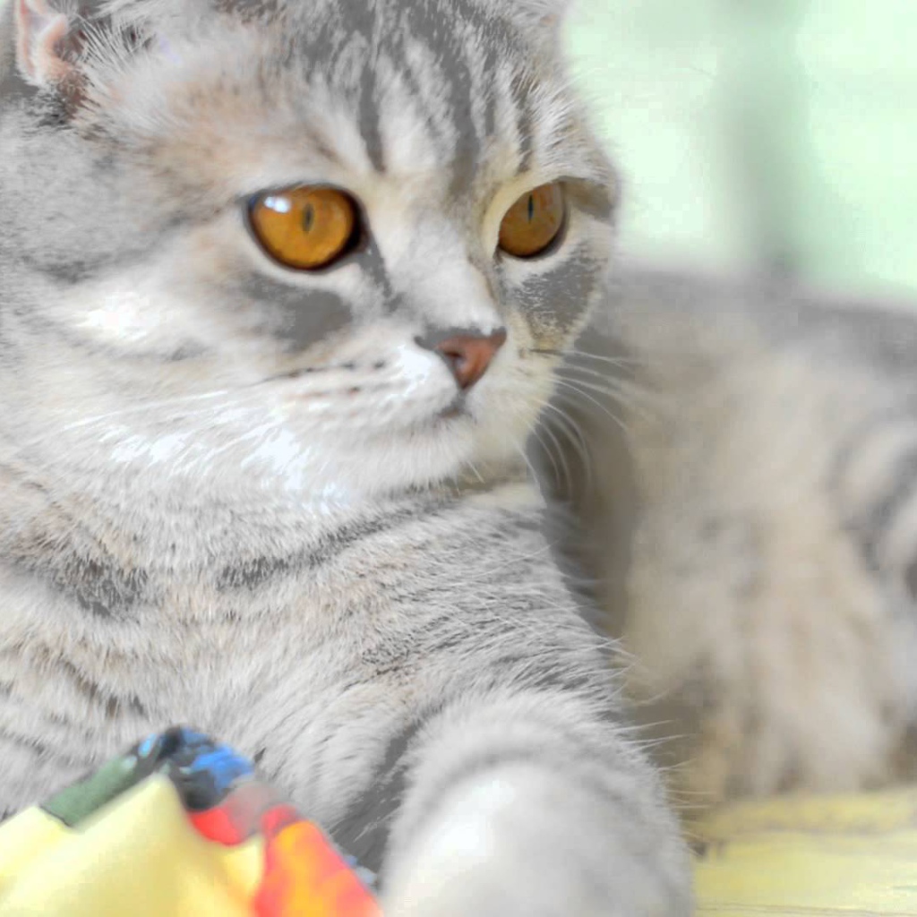 Порода шотландская кошка