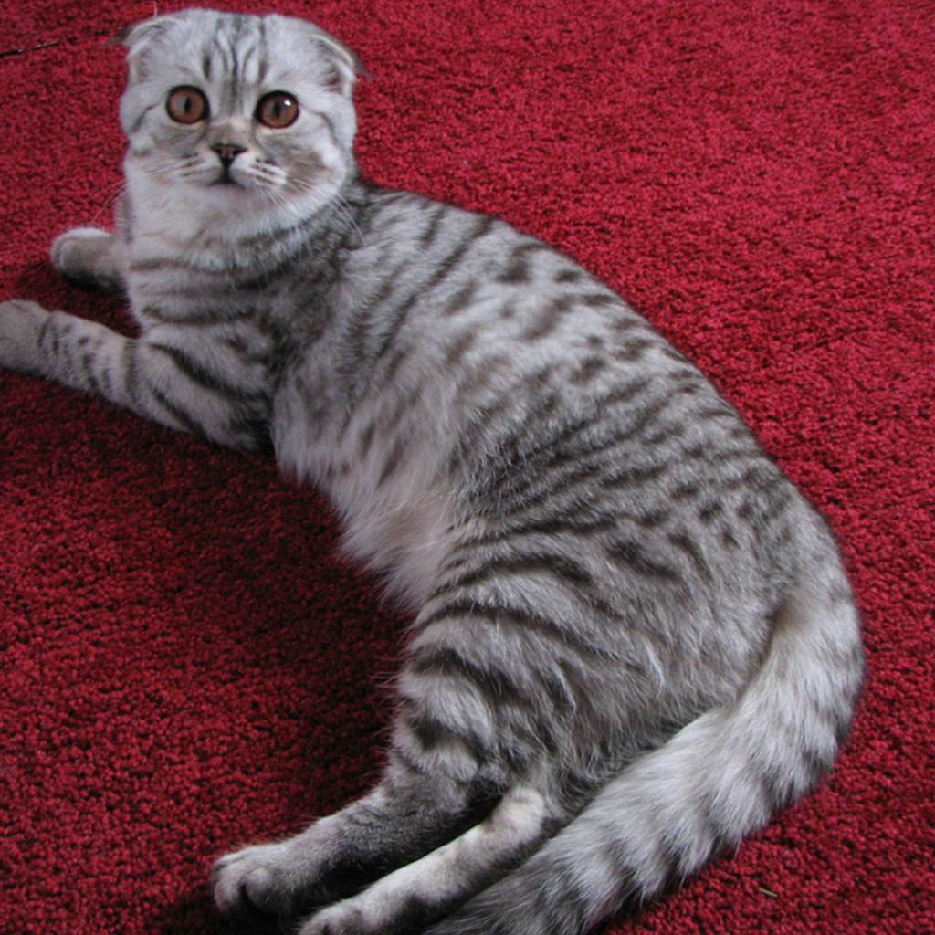 Шотландская кошка на ковре