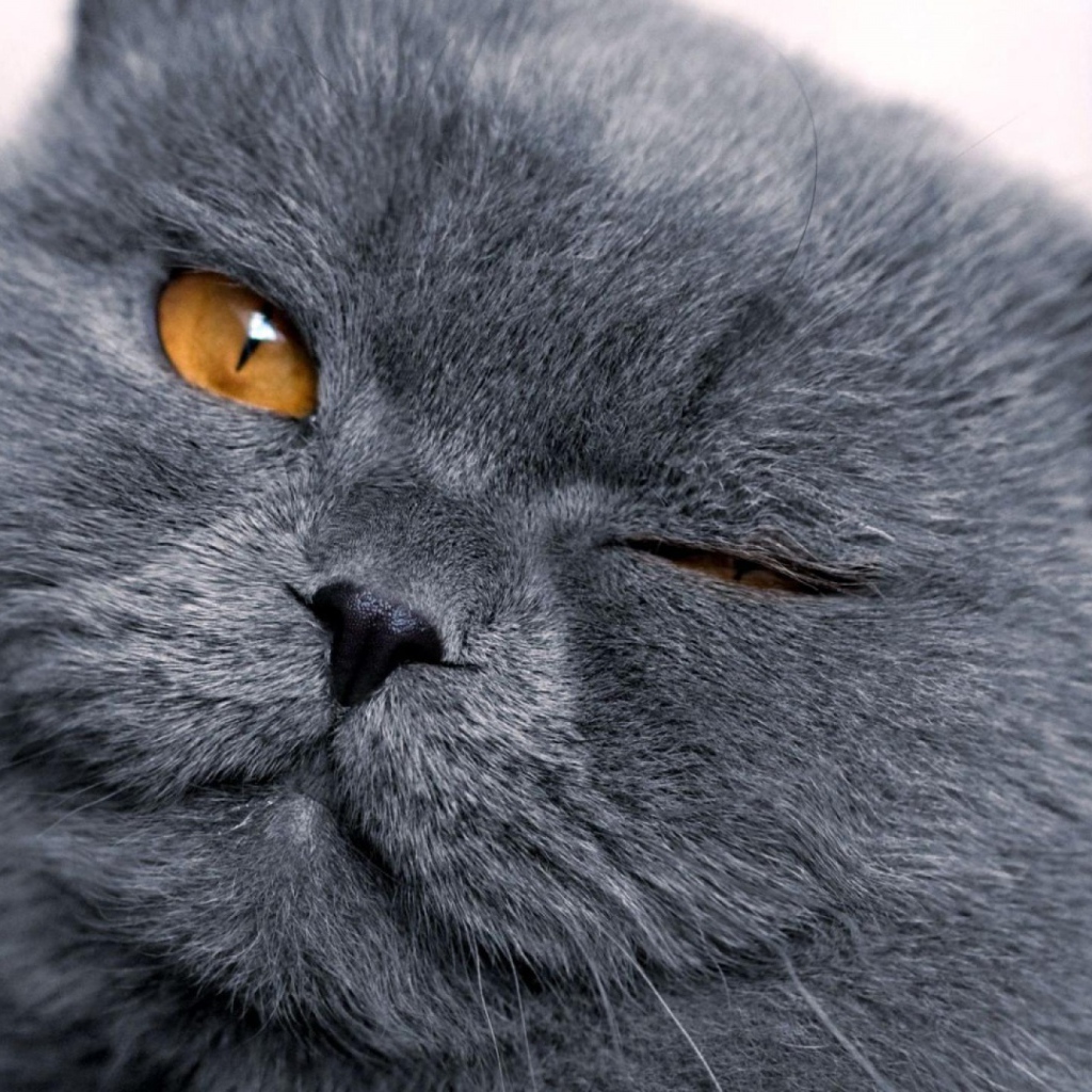 Шотландская кошка подмигивает
