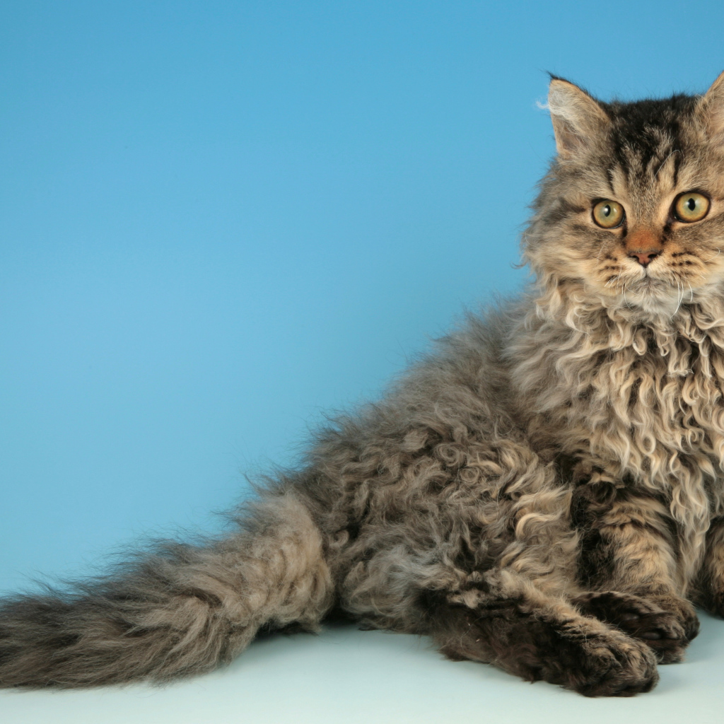 Порода кошек селкирк рекс