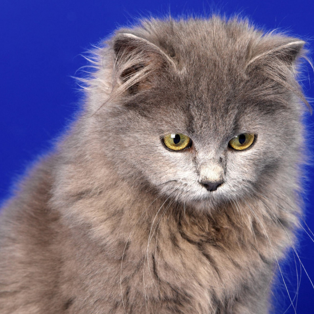 Кот селкирк рекс на голубом фоне