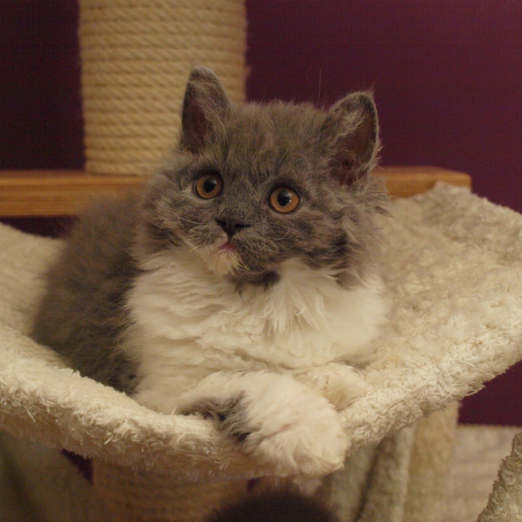 Селкирк рекс в гамаке