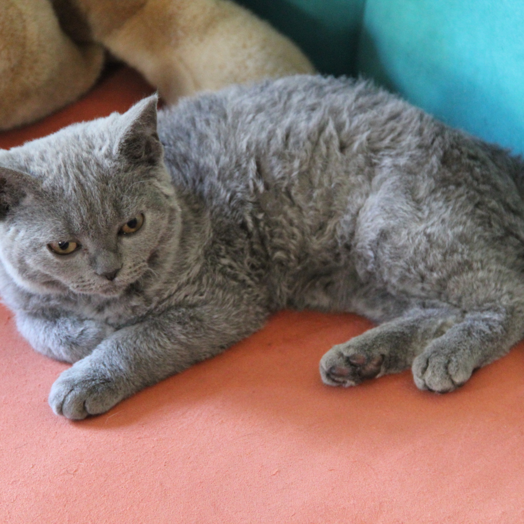 Селкирк рекс лежит на диване