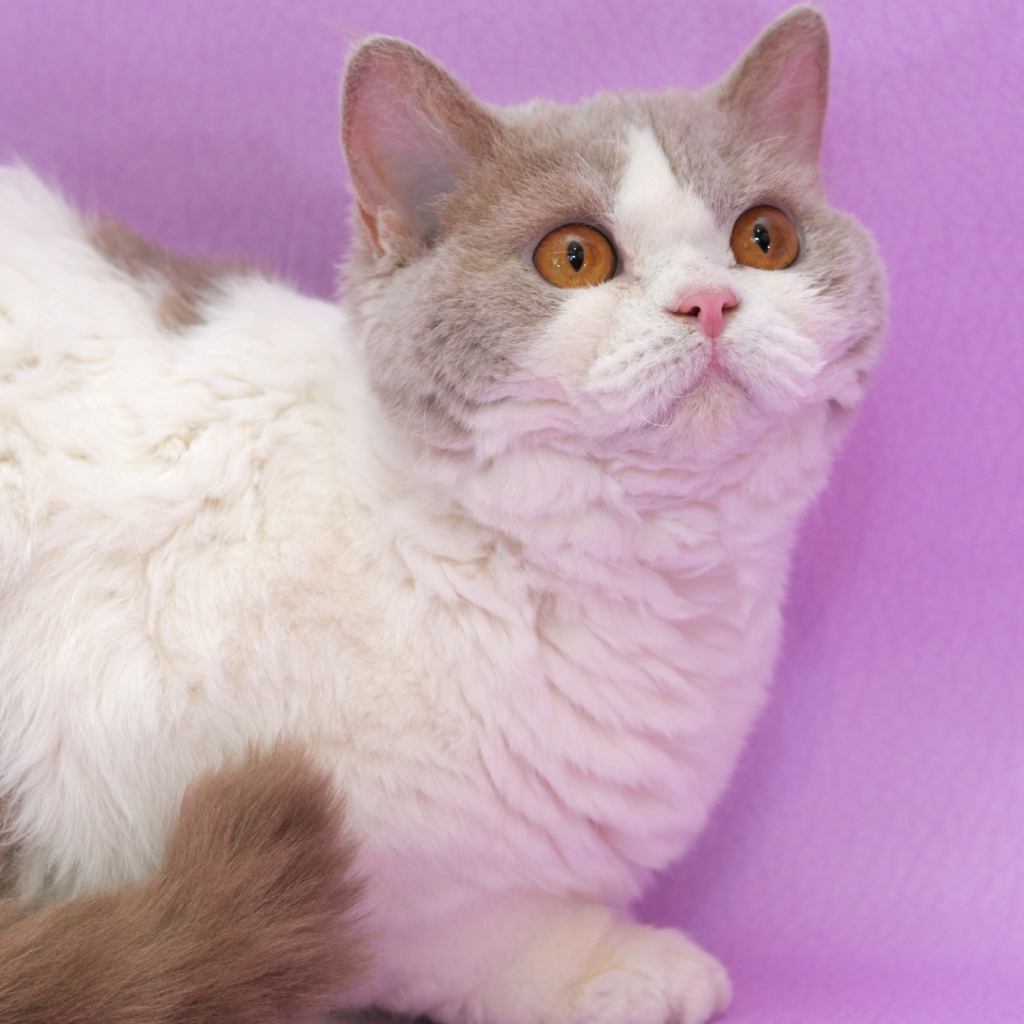 Селкирк рекс на сиреневом фоне