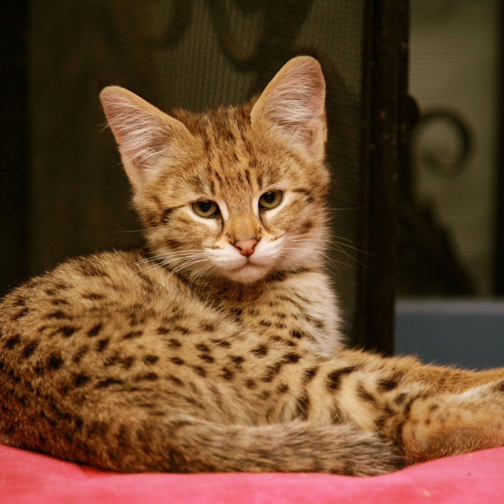 Серьезный котенок саванна