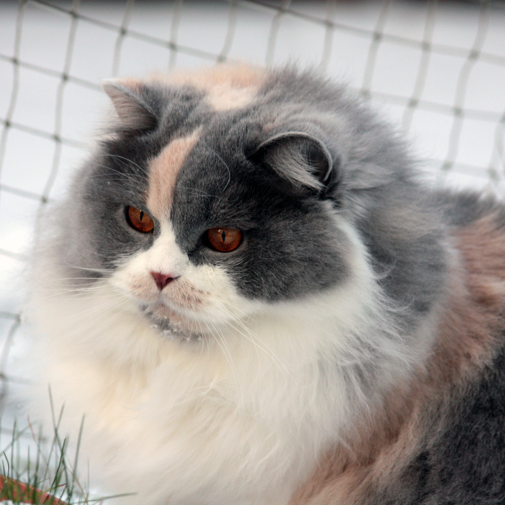 Лохматая британская длинношерстная кошка