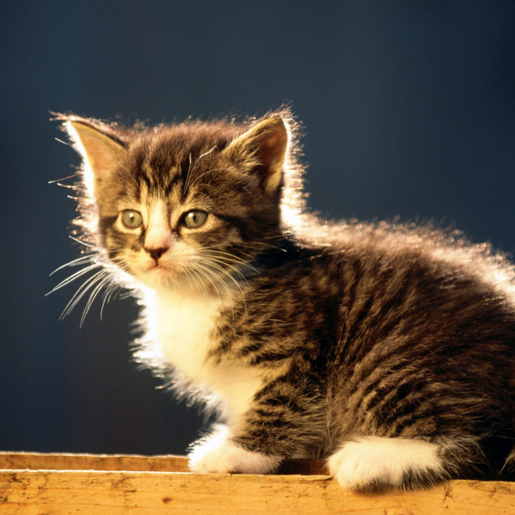 Лохматый котенок курильского бобтейла