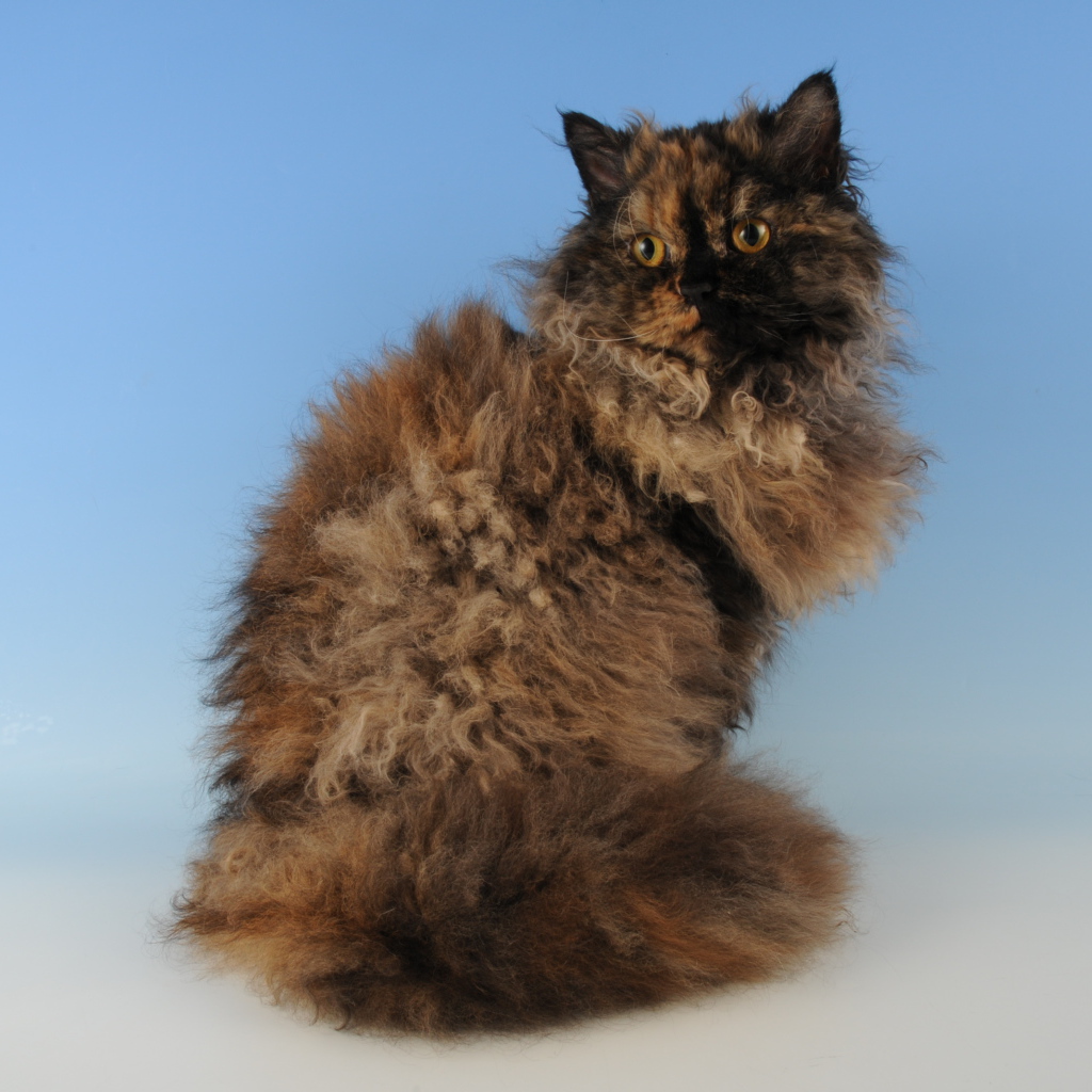 Лохматый селкирк рекс