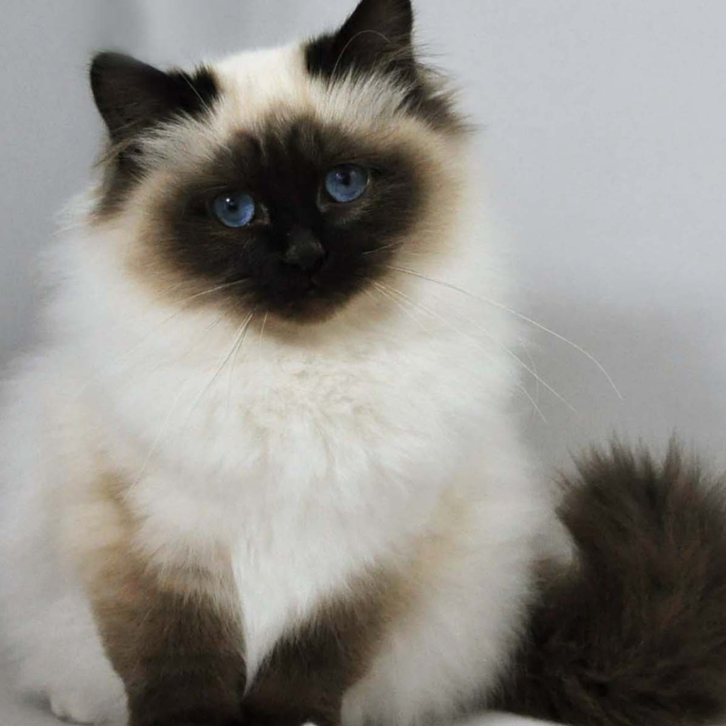 Лохматый котенок гималайской кошки