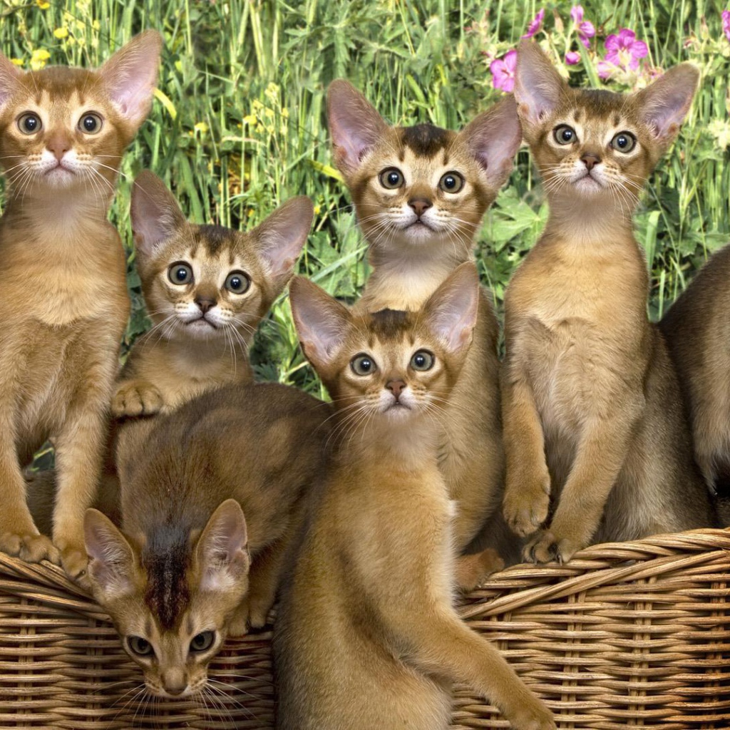 Корзина котят абиссинской породы