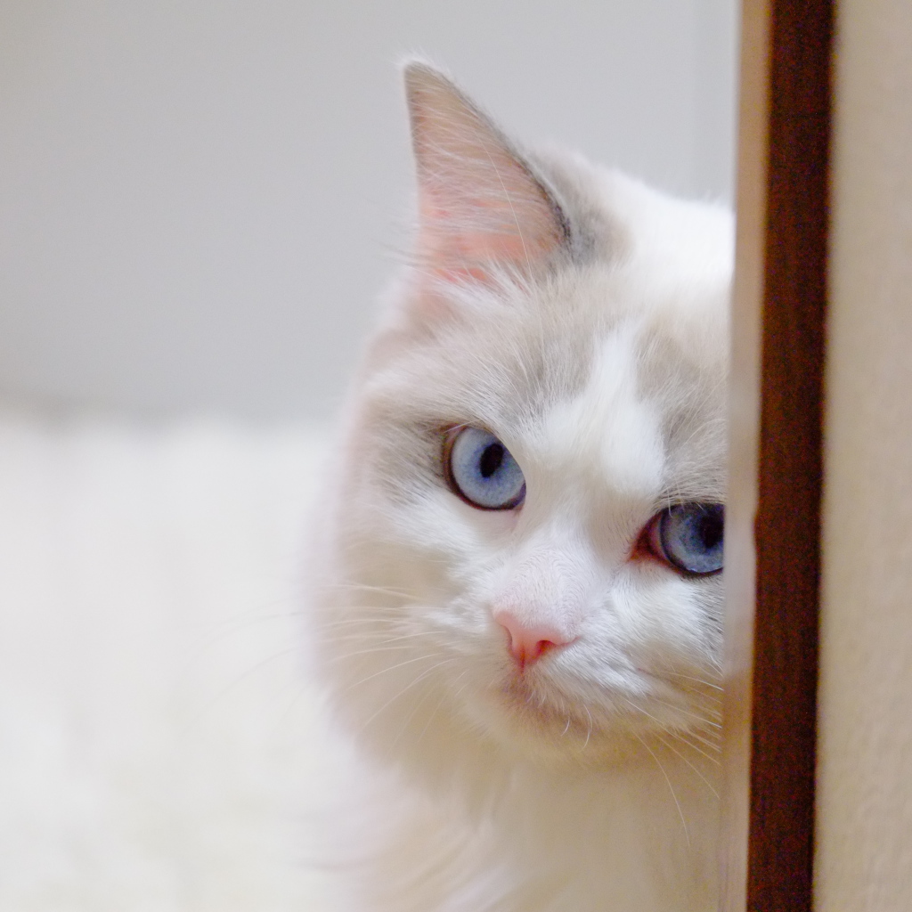 Стеснительная кошка рэгдолл