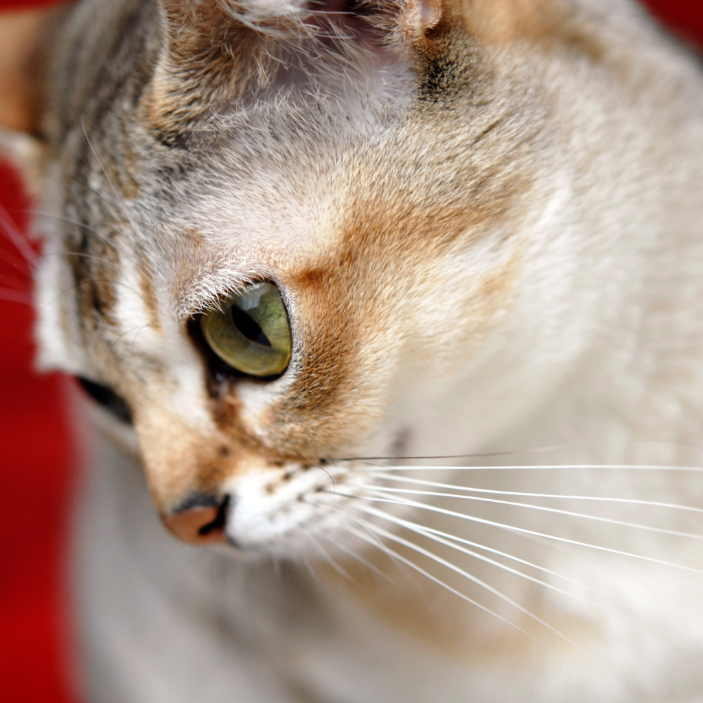 Милашка сингапурская кошка