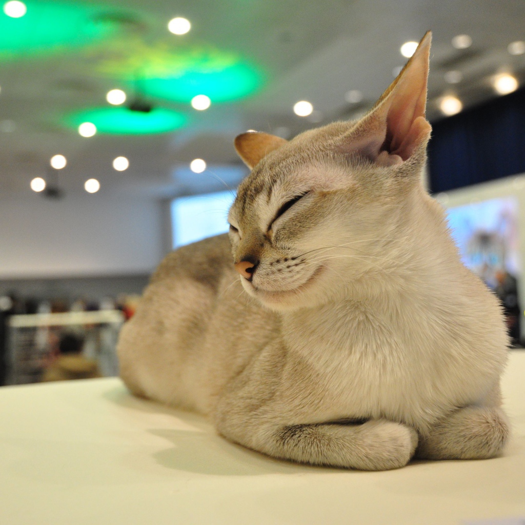 Сингапурская кошка прикрыла глаза