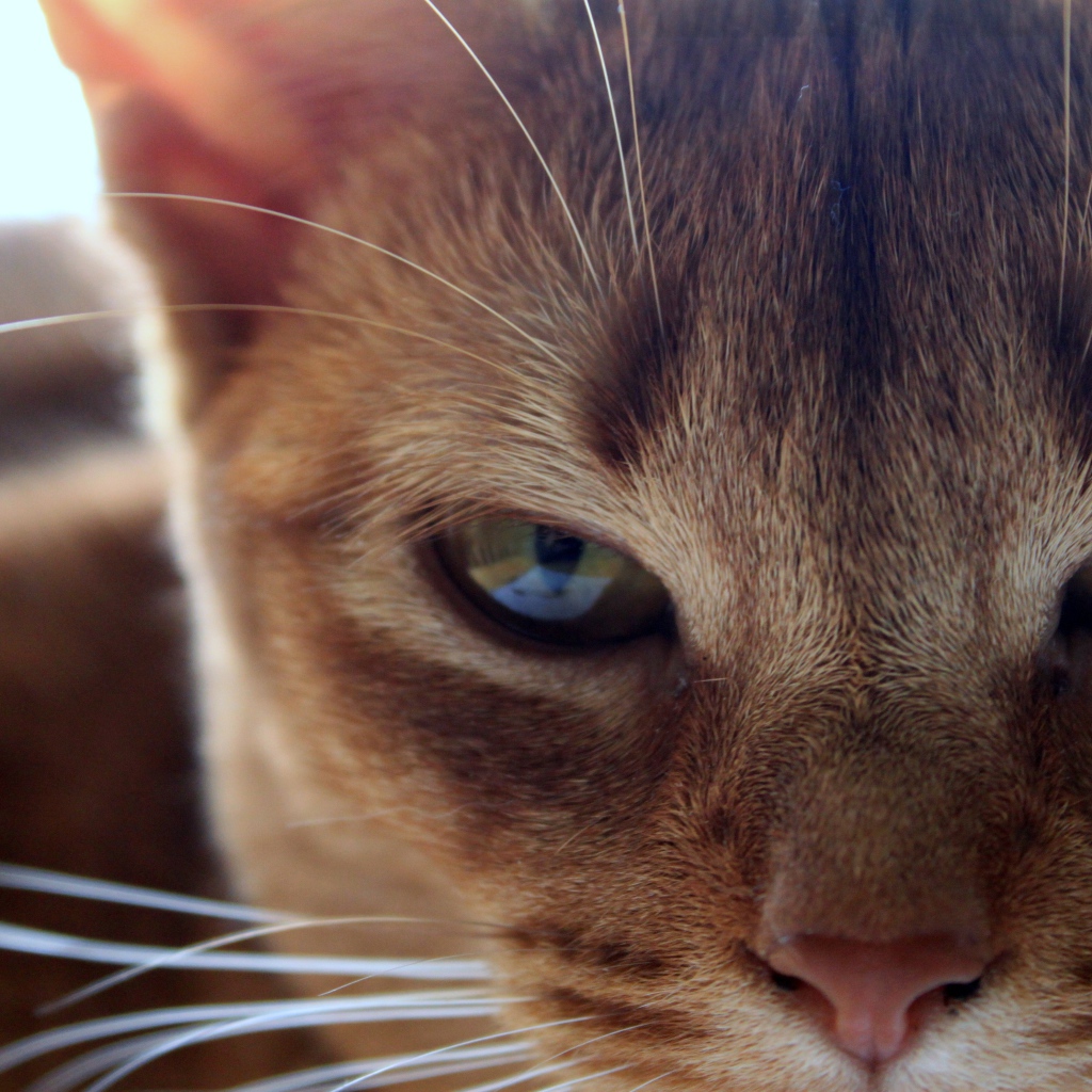 Глаза сингапурской кошки