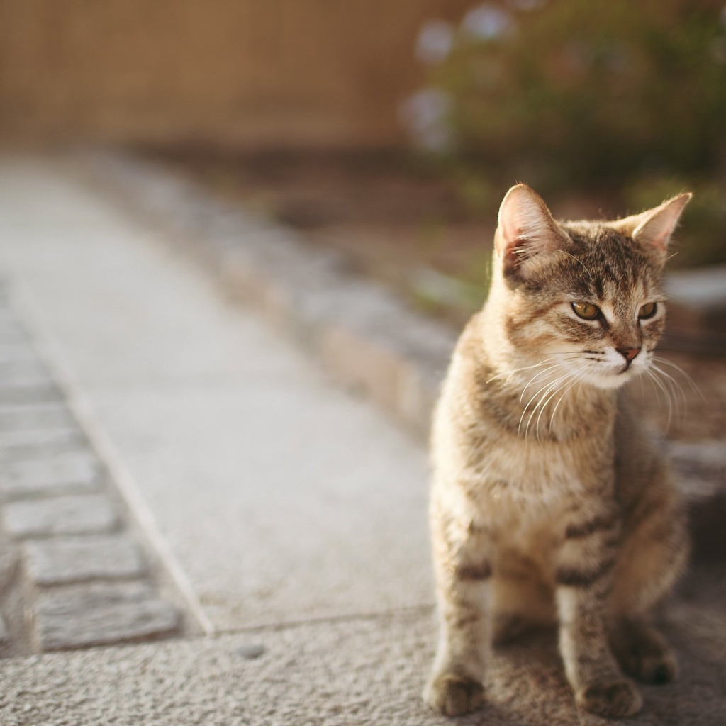 Котенок сингапурской кошки