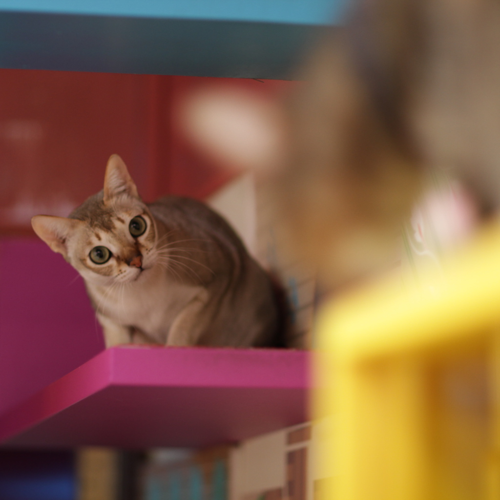 Сингапурская кошка на стуле