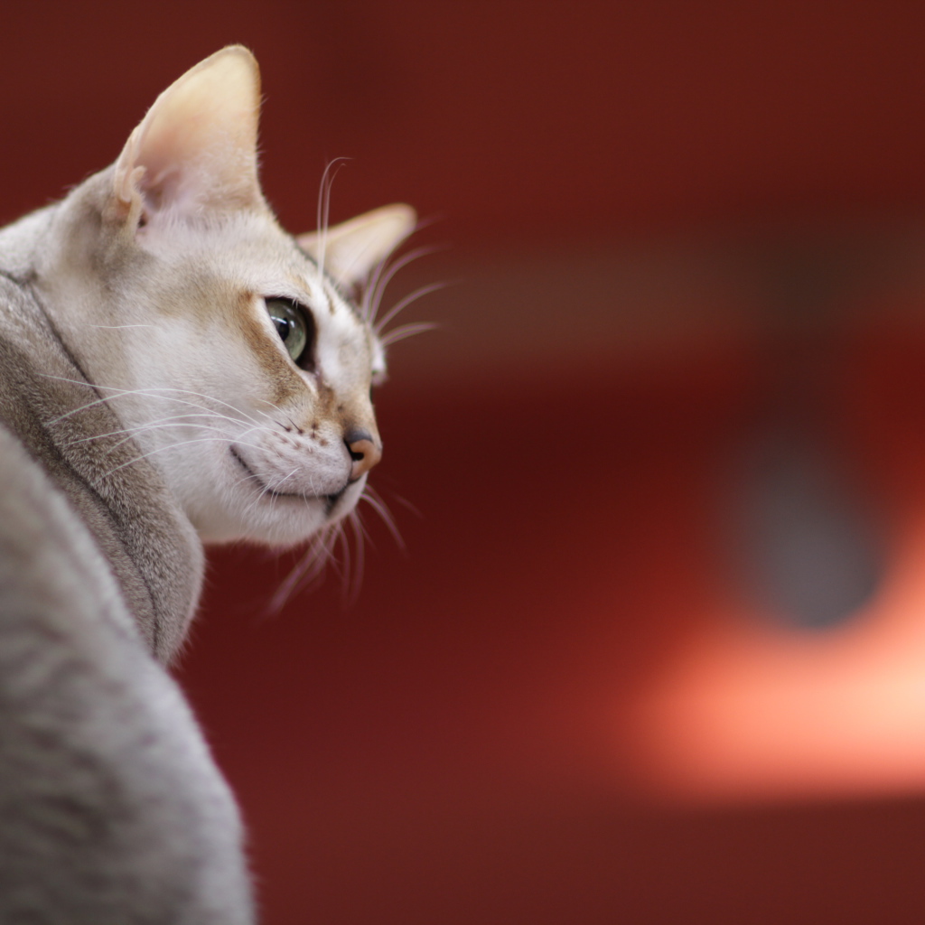 Сингапурская кошка на красном фоне