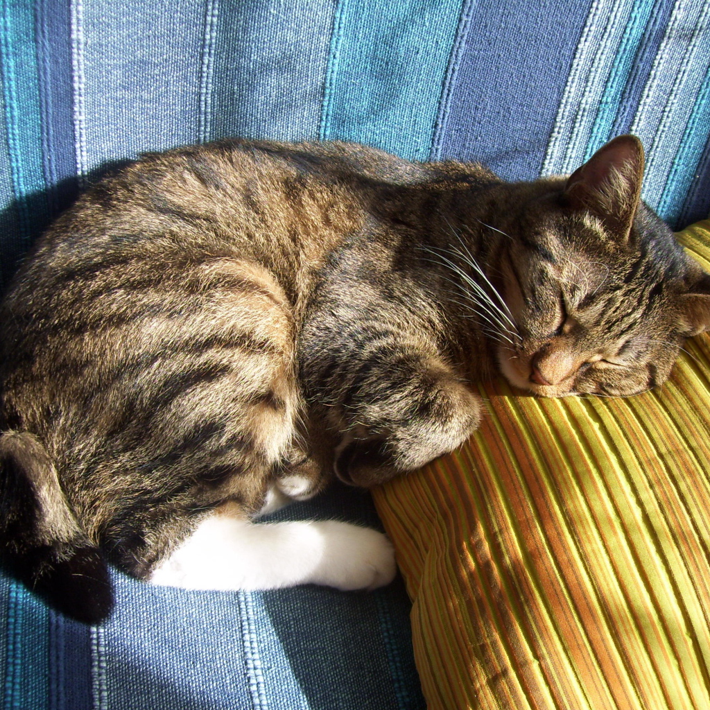 Спящий американский бобтейл