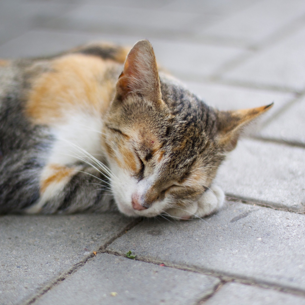Sleeping American Wirehair cat
