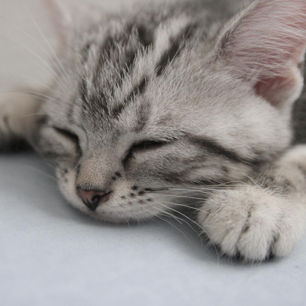Спящий котенок американской жесткошерстной кошки