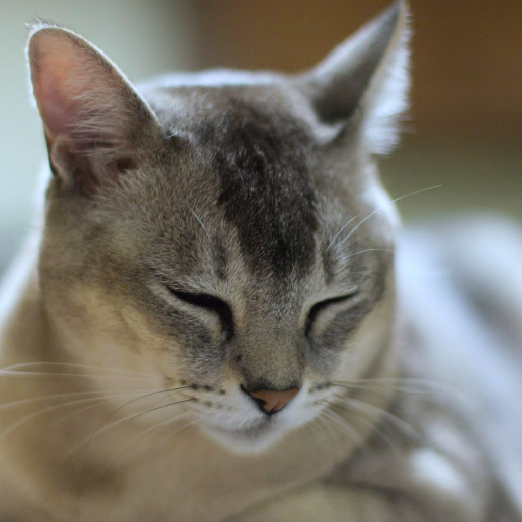 Сонный кот бурмилла